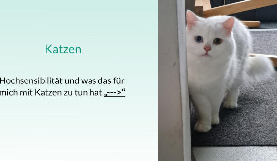 Katzen  Hochsensibilität und was das für mich mit Katzen zu tun hat „--->“