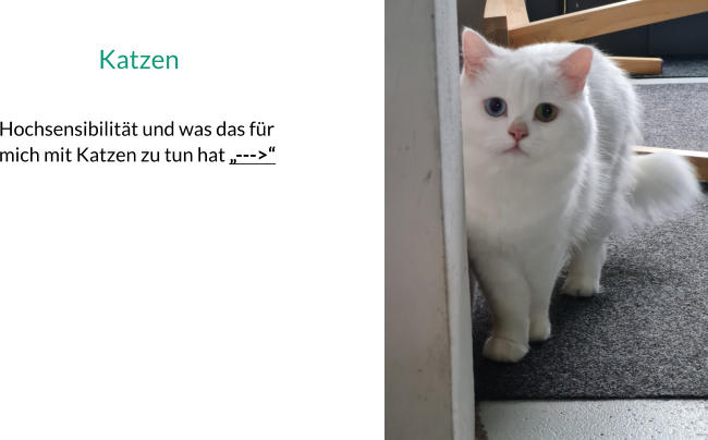 Katzen  Hochsensibilität und was das für mich mit Katzen zu tun hat „--->“